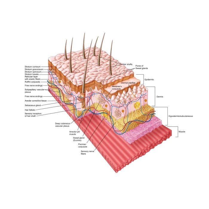 Skin – Photos Public Domain Skin care clinic