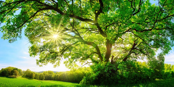 Natural skincare