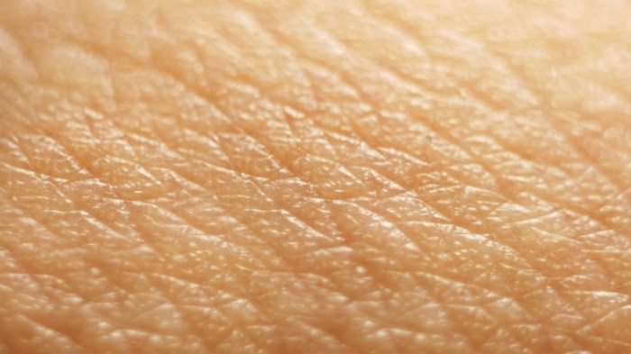 Some curiosities about the skin - Periérgeia Skin clinic near me