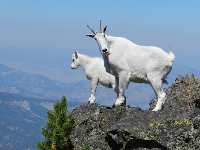 Mountain Goats At The Top Free Stock Photo - Public Domain Pictures Top esports games 2025