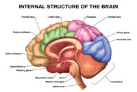 Brain-computer interface explained