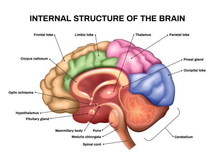 Realistic Brain Anatomy 8137276 Vector Art at Vecteezy Brain-computer interface explained