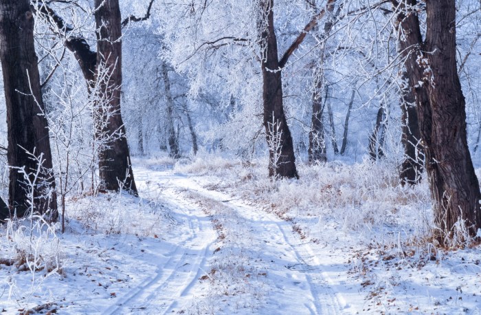 Winter Landscape Free Stock Photo - Public Domain Pictures Winter skincare tips
